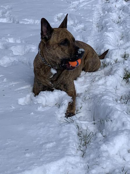 /Images/uploads/Adopt Me Bluegrass Pet Rescue Inc/adoptmebpr/entries/18430.jpg